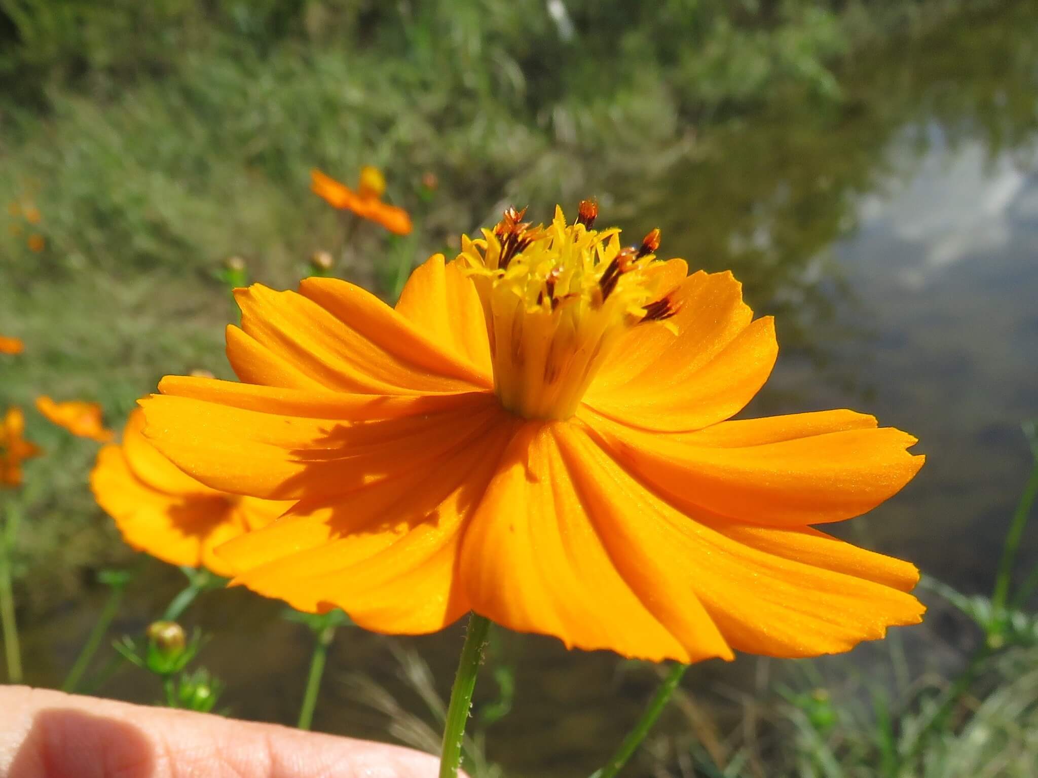 Cosmos sulphureus